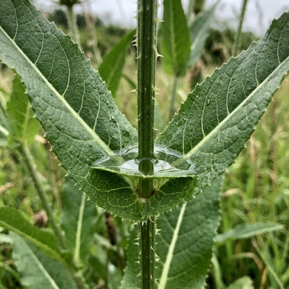 Dipsacus Fullonum Teasel Flower Seeds For Planting