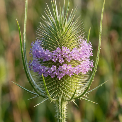 Dipsacus Sativus Teasel Flower Seeds For Planting