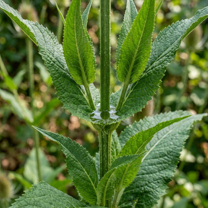 Dipsacus Sativus Teasel Flower Seeds For Planting