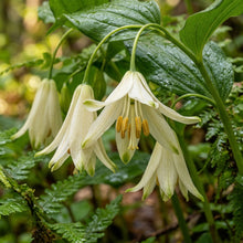 Disporum Smithii Flower Seeds For Planting