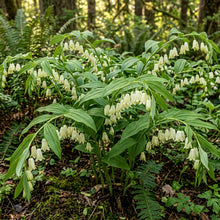 Disporum Smithii Flower Seeds For Planting