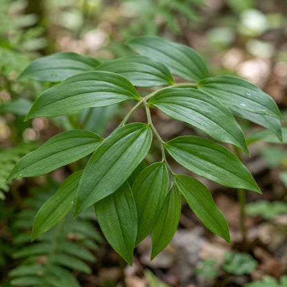Disporum Smithii Flower Seeds For Planting