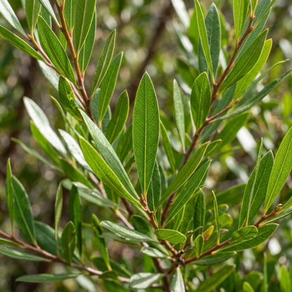 Dodonaea viscosa Seeds for Planting