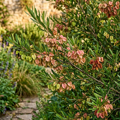Dodonaea viscosa Seeds for Planting