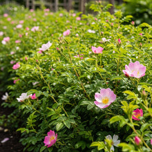 Dog Rose Seeds for Outdoor Decorative Garden Planting