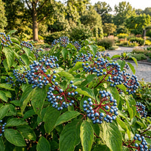 Silky Dogwood Seeds for Planting