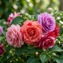 Double Camellia Impatiens Seeds for Planting - Shade Garden Flowers