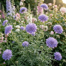 Double Lavender Blue Pincushion Scabiosa Flower Seeds For Planting