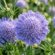 Double Lavender Blue Pincushion Scabiosa Flower Seeds For Planting