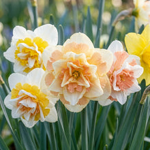 Double Petals Narcissus Daffodil Flower Seeds - Mixed Colors