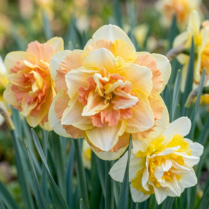 Double Petals Narcissus Daffodil Flower Seeds - Mixed Colors