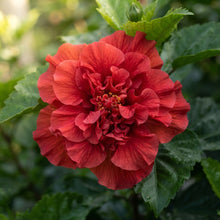Double Red Hibiscus Flower Seeds for Planting