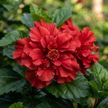 Double Red Hibiscus Flower Seeds for Planting