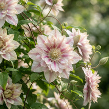 Double White and Pink Clematis Seeds for Planting
