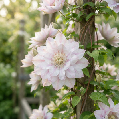 Double White and Pink Clematis Seeds for Planting