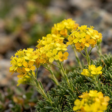 Draba Aizoides Alpine Flower Seeds For Planting