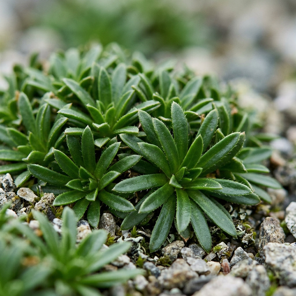 Draba Aizoides Alpine Flower Seeds For Planting