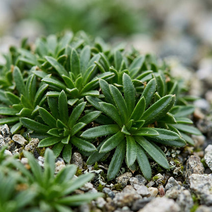 Draba Aizoides Alpine Flower Seeds For Planting