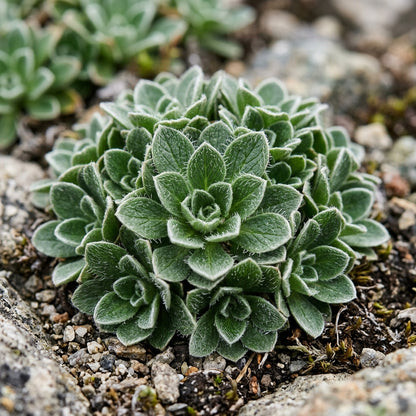 Draba Dedeania Flower Seeds For Planting