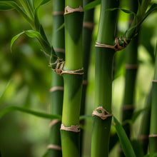 Dragon Bamboo Seeds for Privacy Landscape Garden Planting