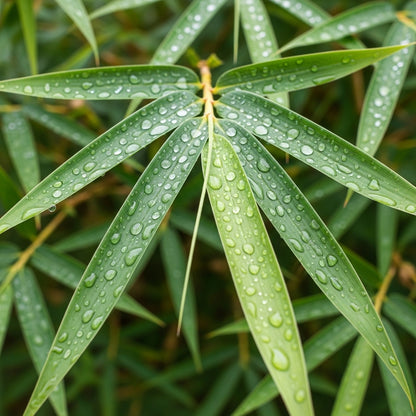 Dragon Bamboo Seeds for Privacy Landscape Garden Planting