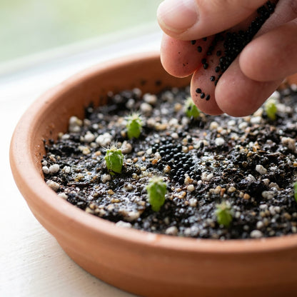 Red Dragon Fruit Seeds for Planting