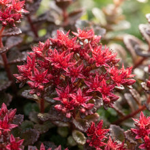 Dragon's Blood Stonecrop Seeds for Planting