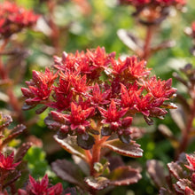 Dragon's Blood Stonecrop Seeds for Planting