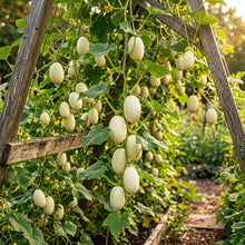 Dragon's Egg Cucumber Seeds – Heirloom Cucumber Seeds for Home Garden