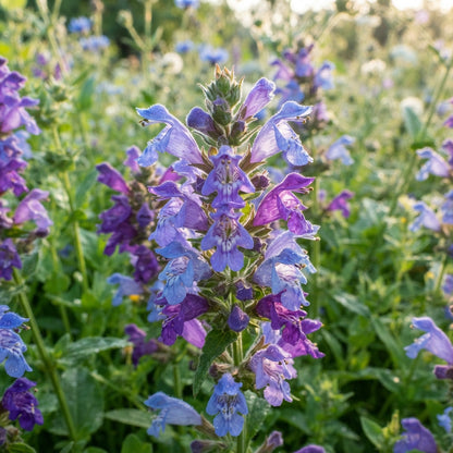 Dragonhead Flower Seeds for Planting