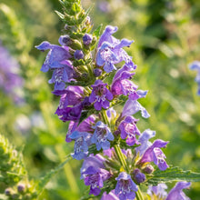 Dragonhead Flower Seeds for Planting