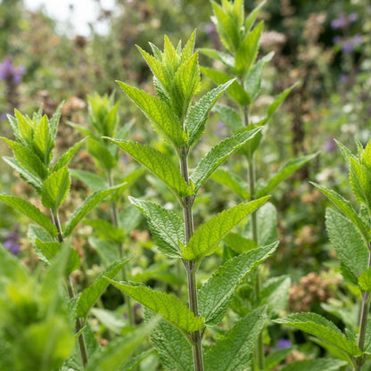 Dragonhead Flower Seeds for Planting