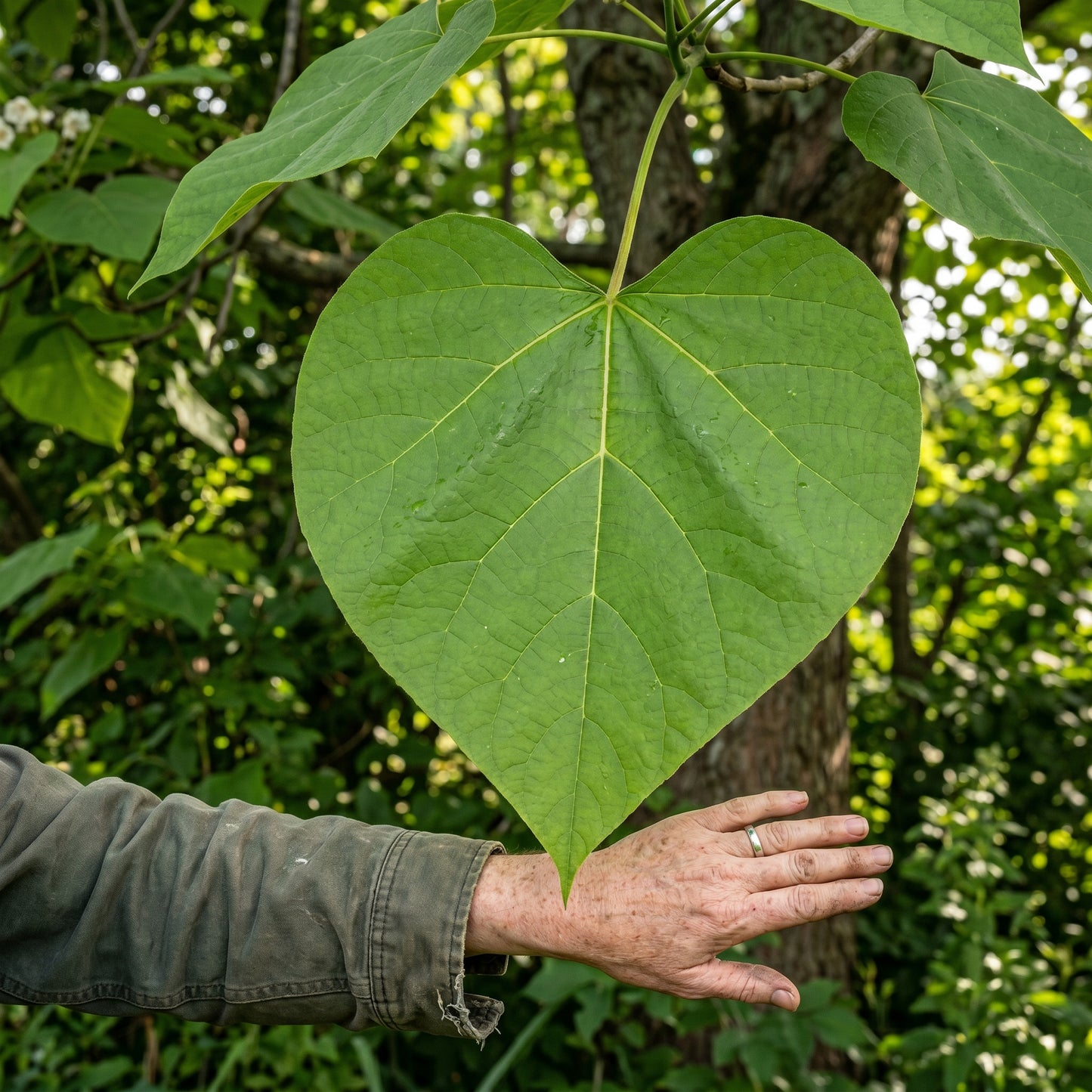 Catalpa Tree Seeds (Catalpa speciosa) Flowering Deciduous Tree