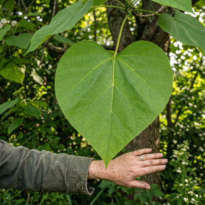 Catalpa Tree Seeds (Catalpa speciosa) Flowering Deciduous Tree