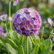 Primula Denticulata Drumstick Flower Seeds For Planting