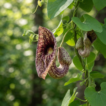 Dutchman's Pipe Vine Seeds for Planting