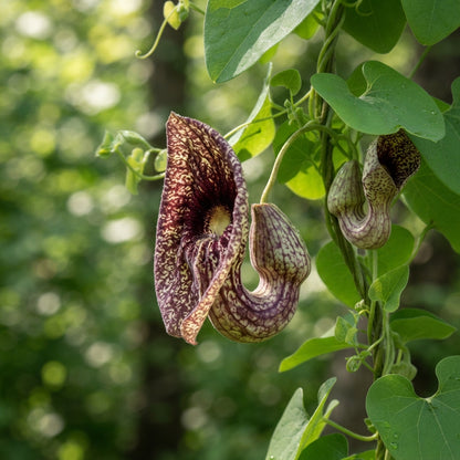 Dutchman's Pipe Vine Seeds for Planting