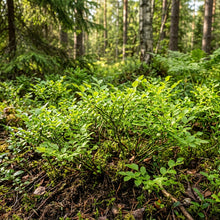 Dwarf Bilberry Seeds for Planting