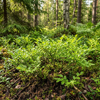 Dwarf Bilberry Seeds for Planting