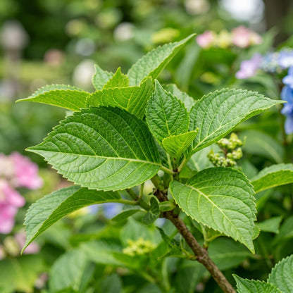 Dwarf Hybrid Hydrangea Flower Seeds for Planting