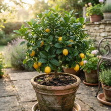 Dwarf Lemon Tree Seeds for Planting