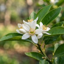 Dwarf Mandarin Orange Seeds for Planting
