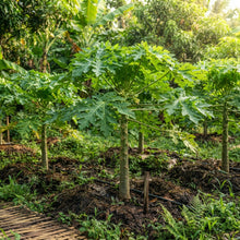 Thai Dwarf Papaya Seeds for Planting