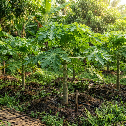 Thai Dwarf Papaya Seeds for Planting