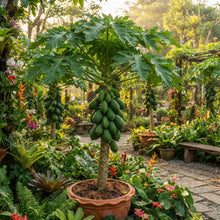 Dwarf Cylindrical Papaya Seeds for Planting