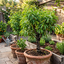 Dwarf Peach Tree Seeds for Planting