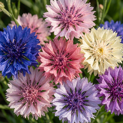 Dwarf Polka Dot Cornflower Seeds For Planting