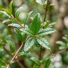 Dwarf Pomegranate Seeds for Planting