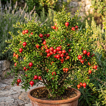 Dwarf Pomegranate Seeds for Planting
