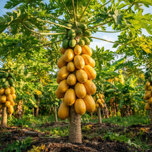Thai Dwarf Papaya Seeds for Planting